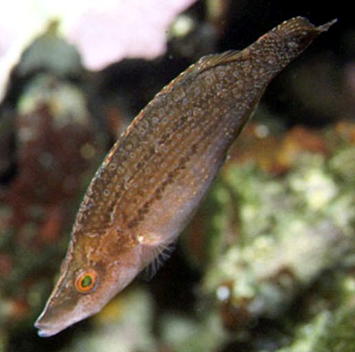 Symphodus rostratus_0004